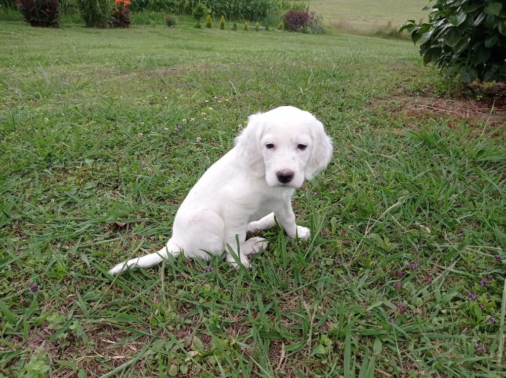 Chiots